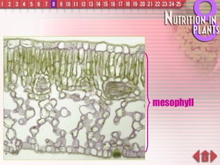 mesophyll 