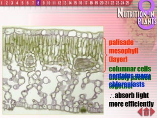 palisade mesophyll (layer) columnar cells closely packed together  absorb light more efficiently contains many chloroplasts 