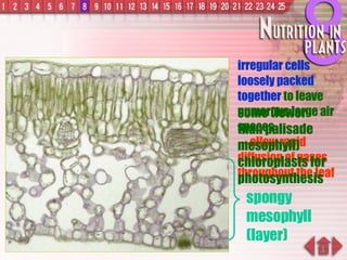 spongy mesophyll (layer)  irregular cells loosely packed together  to leave numerous large air spaces  allow rapid diffusion of gases throughout the leaf some (fewer than palisade mesophyll) chloroplasts for photosynthesis 