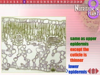lower epidermis same as upper epidermis  except the cuticle is thinner 