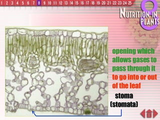 stoma (stomata) opening which allows gases to pass through it  to go into or out of the leaf 