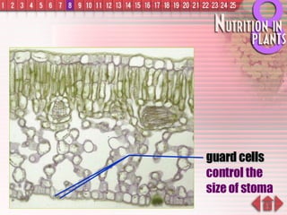guard cells control the size of stoma 