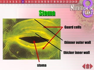 Stoma stoma Guard cells thinner outer wall thicker inner wall 