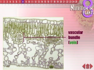 vascular bundle ( vein ) 