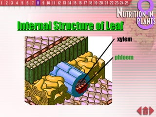 Internal Structure of Leaf xylem phloem 