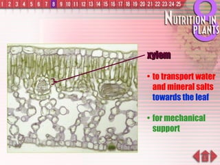 xylem to transport water and mineral salts towards the leaf for   mechanical support 