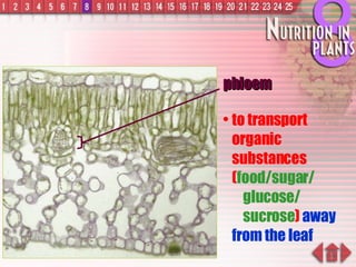phloem to transport organic substances ( food/sugar/   glucose/    sucrose )  away from the leaf 