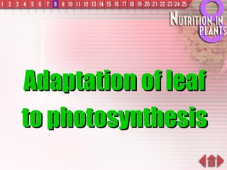 Adaptation of leaf to photosynthesis 