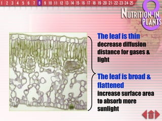 The leaf is thin  decrease diffusion distance for gases & light The leaf is broad & flattened   increase surface area to absorb more sunlight 