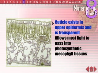 Cuticle exists in upper epidermis and is transparent Allows most light to pass into photosynthetic mesophyll tissues 