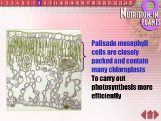 Palisade mesophyll cells are closely packed and contain many chloroplasts To carry out photosynthesis more efficiently 