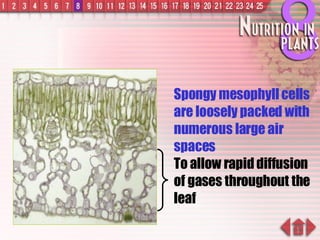 Spongy mesophyll cells are loosely packed with numerous large air spaces To allow rapid diffusion of gases throughout the leaf 