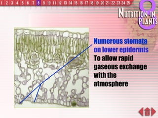 Numerous stoma ta   on lower epidermis To allow rapid gaseous exchange with the atmosphere 