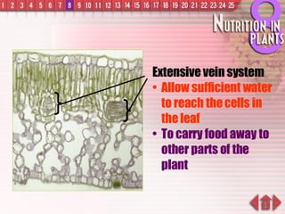 Extensive vein system Allow sufficient water to reach the cells in the leaf To carry food away to other parts of the plant 