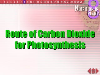 Route of Carbon Dioxide for Photosynthesis 