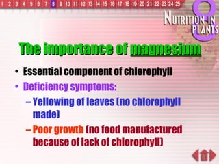 The importance of  magnesium Essential component of chlorophyll Deficiency symptoms: Yellowing of leaves (no chlorophyll made) Poor growth   (no food manufactured because of lack of chlorophyll) 