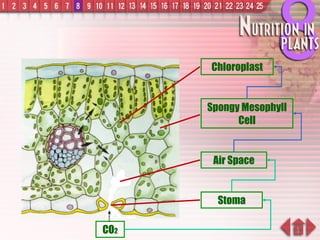 CO 2 Stoma Air Space Spongy Mesophyll Cell Chloroplast 