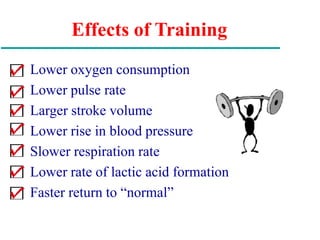 Effects of Training
Lower oxygen consumption
Lower pulse rate
Larger stroke volume
Lower rise in blood pressure
Slower respiration rate
Lower rate of lactic acid formation
Faster return to “normal”
 