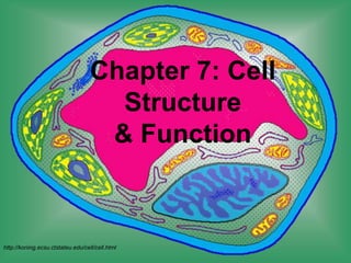 Chapter 7: Cell
Structure
& Function
http://koning.ecsu.ctstateu.edu/cell/cell.html
 