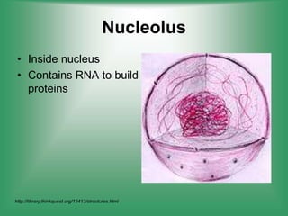 Nucleolus
• Inside nucleus
• Contains RNA to build
proteins
http://library.thinkquest.org/12413/structures.html
 