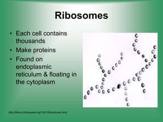 Ribosomes
• Each cell contains
thousands
• Make proteins
• Found on
endoplasmic
reticulum & floating in
the cytoplasm
http...
