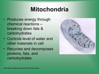 Mitochondria
• Produces energy through
chemical reactions –
breaking down fats &
carbohydrates
• Controls level of water a...