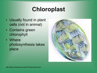 Chloroplast
• Usually found in plant
cells (not in animal)
• Contains green
chlorophyll
• Where
photosynthesis takes
place...