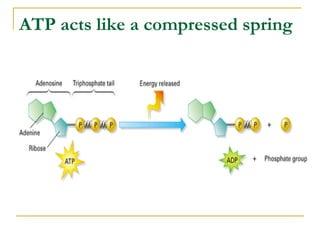 Chap 7 concept checks | PPT