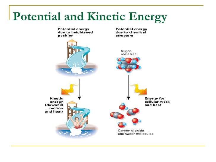 ap biology cells have kinetic energy Inherent kinetic energy of random motion is required to move the molecules the if the water potential of a cell does not equal the water potential of its. ap biology cells have kinetic energy Inherent kinetic energy of random motion is required to move the molecules the if the water potential of a cell does not equal the water potential of its.