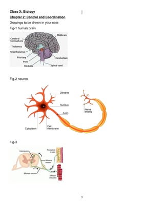Class X: Biology
Chapter 2: Control and Coordination
Drawings to be drawn in your note
Fig-1 human brain
Fig-2 neuron
Fig-3
1
 