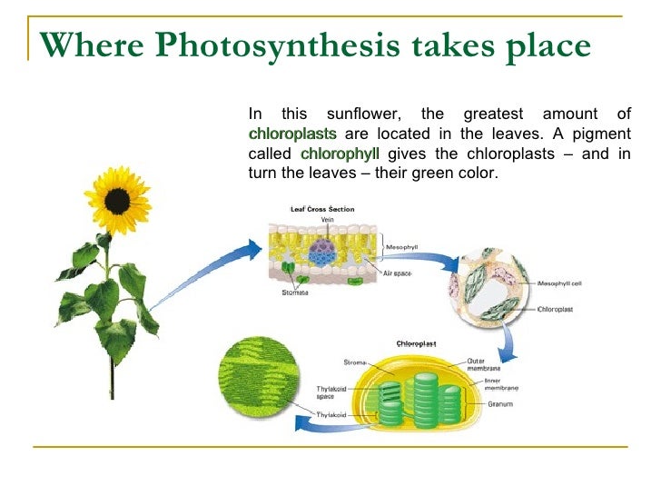 What is the difference between photosynthesis What is the difference between photosynthesis