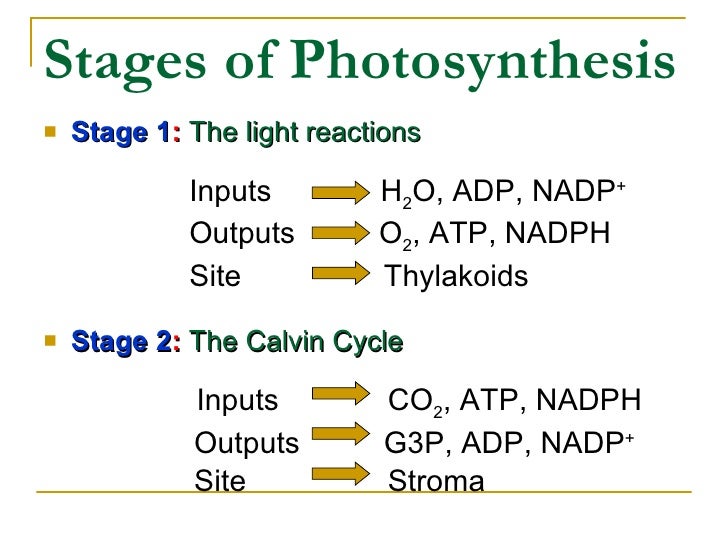 Site of photsynthesis