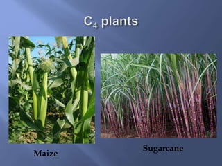Maize
Sugarcane
 