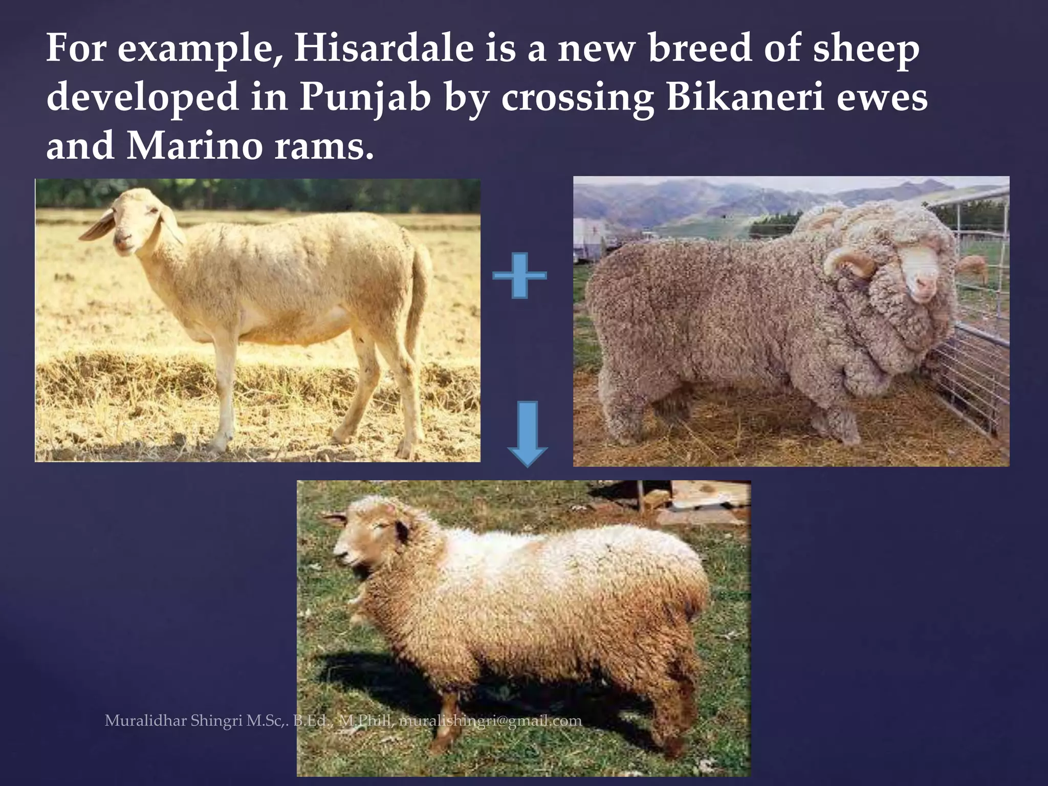For example, Hisardale is a new breed of sheep
developed in Punjab by crossing Bikaneri ewes
and Marino rams.
 