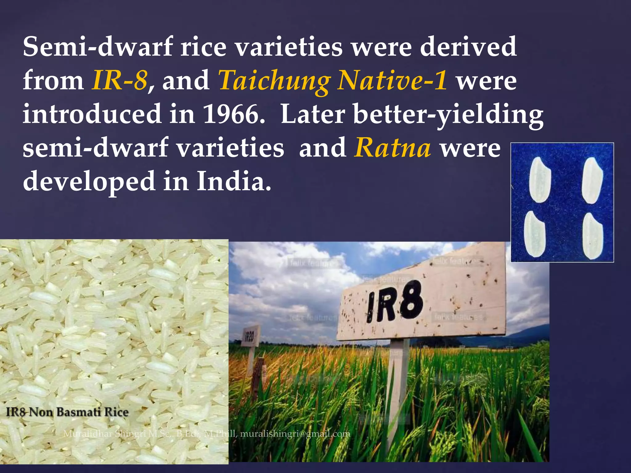 Semi-dwarf rice varieties were derived
from IR-8, and Taichung Native-1 were
introduced in 1966. Later better-yielding
semi-dwarf varieties and Ratna were
developed in India.
 
