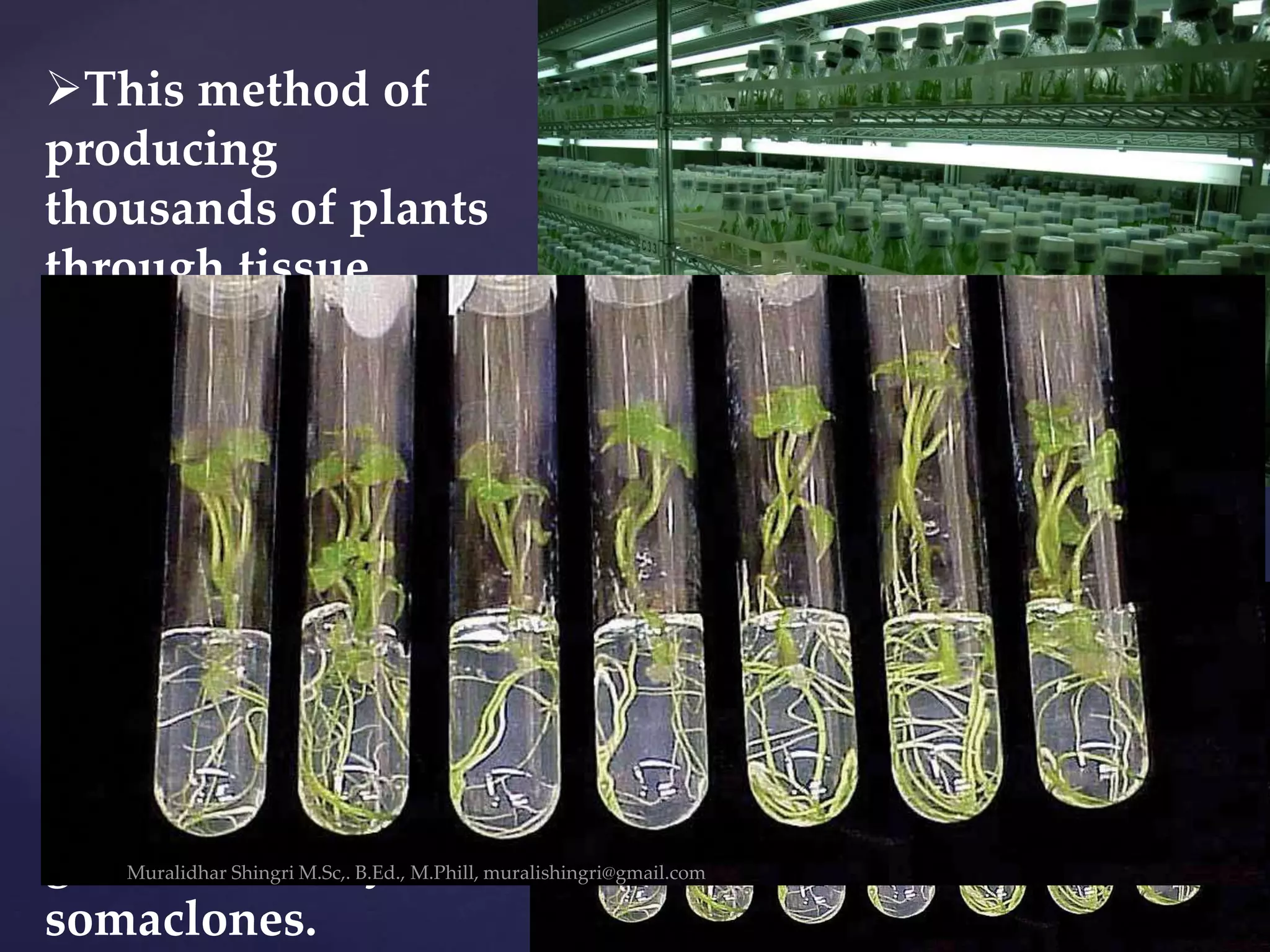 This method of
producing
thousands of plants
through tissue
culture is called
Micropropagation.
Each of these
plants will be
genetically
identical to the
original plant from
which they were
grown i.e., they are
somaclones.
 