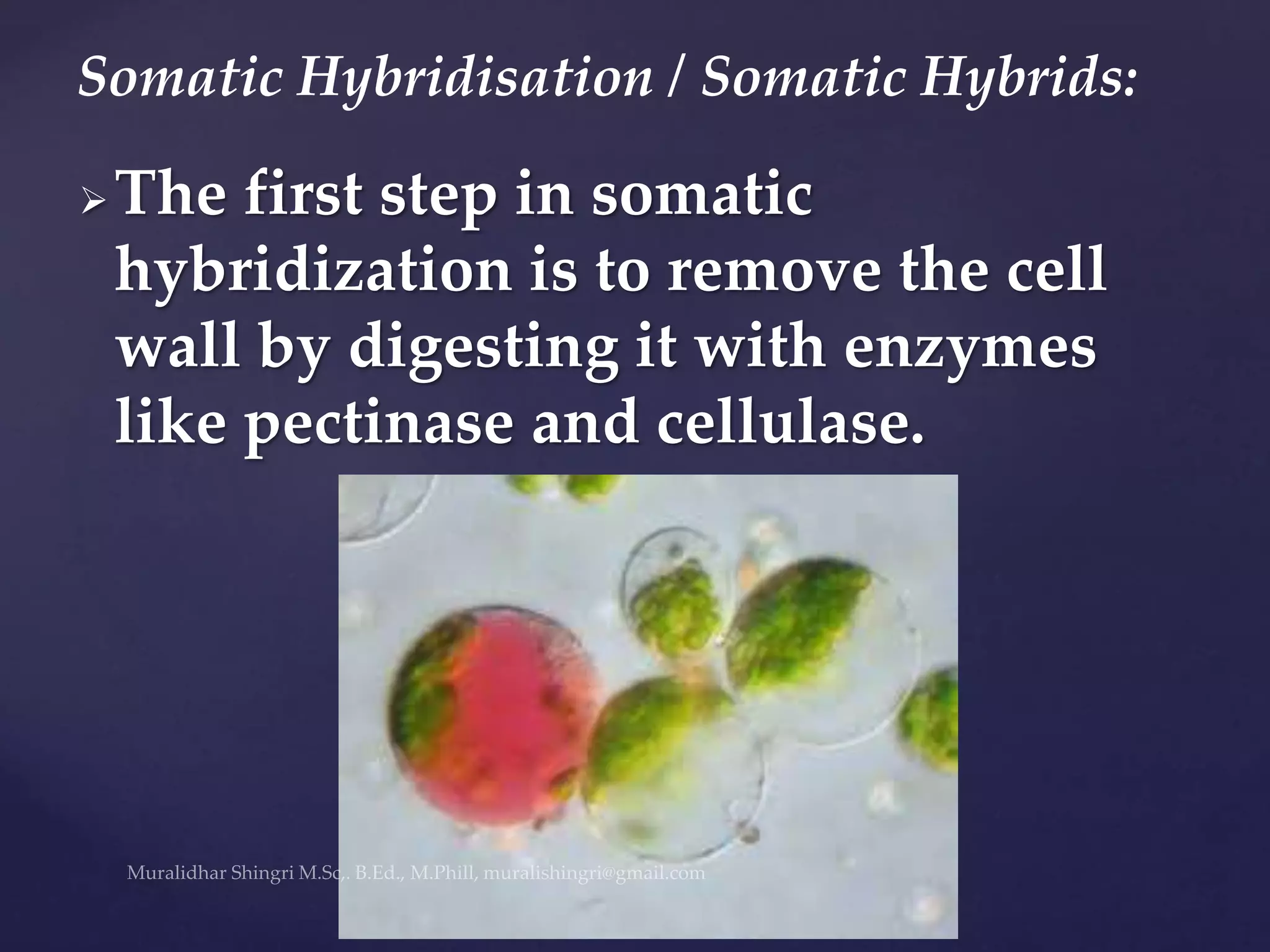 The first step in somatic
hybridization is to remove the cell
wall by digesting it with enzymes
like pectinase and cellulase.
Somatic Hybridisation / Somatic Hybrids:
 