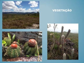 VEGETAÇÃO

 
