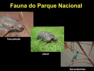 Fauna do Parque Nacional
Tatu-peludo
Jabuti
Saí-andorinha
 