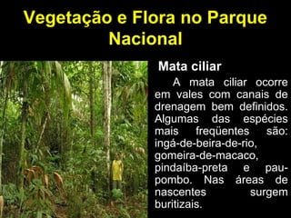 Vegetação e Flora no Parque
Nacional
Mata ciliar
A mata ciliar ocorre
em vales com canais de
drenagem bem definidos.
Algumas das espécies
mais freqüentes são:
ingá-de-beira-de-rio,
gomeira-de-macaco,
pindaíba-preta e pau-
pombo. Nas áreas de
nascentes surgem
buritizais.
 