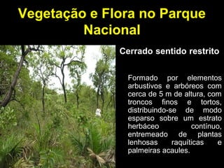 Vegetação e Flora no Parque
Nacional
Cerrado sentido restrito
Formado por elementos
arbustivos e arbóreos com
cerca de 5 m de altura, com
troncos finos e tortos,
distribuindo-se de modo
esparso sobre um estrato
herbáceo contínuo,
entremeado de plantas
lenhosas raquíticas e
palmeiras acaules.
 