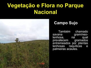 Vegetação e Flora no Parque
Nacional
Também chamado
savana gramíneo-
lenhosa, na qual
prevalecem gramados
entremeados por plantas
lenhosas raquíticas e
palmeiras acaules.
Campo Sujo
 