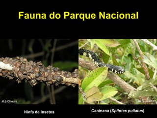 Ninfa de insetos Caninana (Spilotes pullatus)
Fauna do Parque Nacional
 