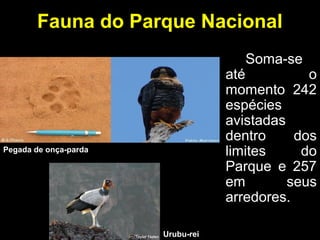 Fauna do Parque Nacional
Soma-se
até o
momento 242
espécies
avistadas
dentro dos
limites do
Parque e 257
em seus
arredores.
Urubu-rei
Pegada de onça-parda
 