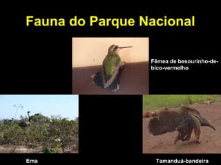Fauna do Parque Nacional
Fêmea de besourinho-de-
bico-vermelho
Ema Tamanduá-bandeira
 