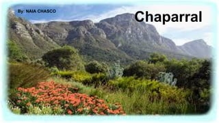 Chaparral
By: NAIA CHASCO
 