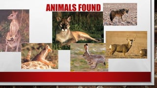 ANIMALS FOUND
 