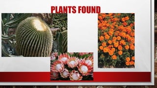 PLANTS FOUND
 