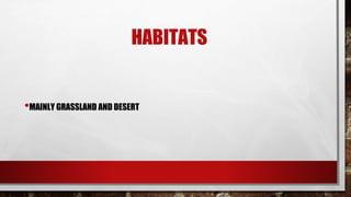 HABITATS
•MAINLY GRASSLAND AND DESERT
 