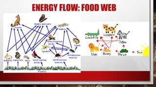 ENERGY FLOW: FOOD WEB
 